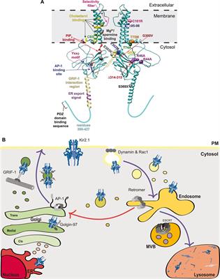 Inwardly Rectifying Potassium Channel Kir2.1 and its “Kir-ious” Regulation by Protein Trafficking and Roles in Development and Disease